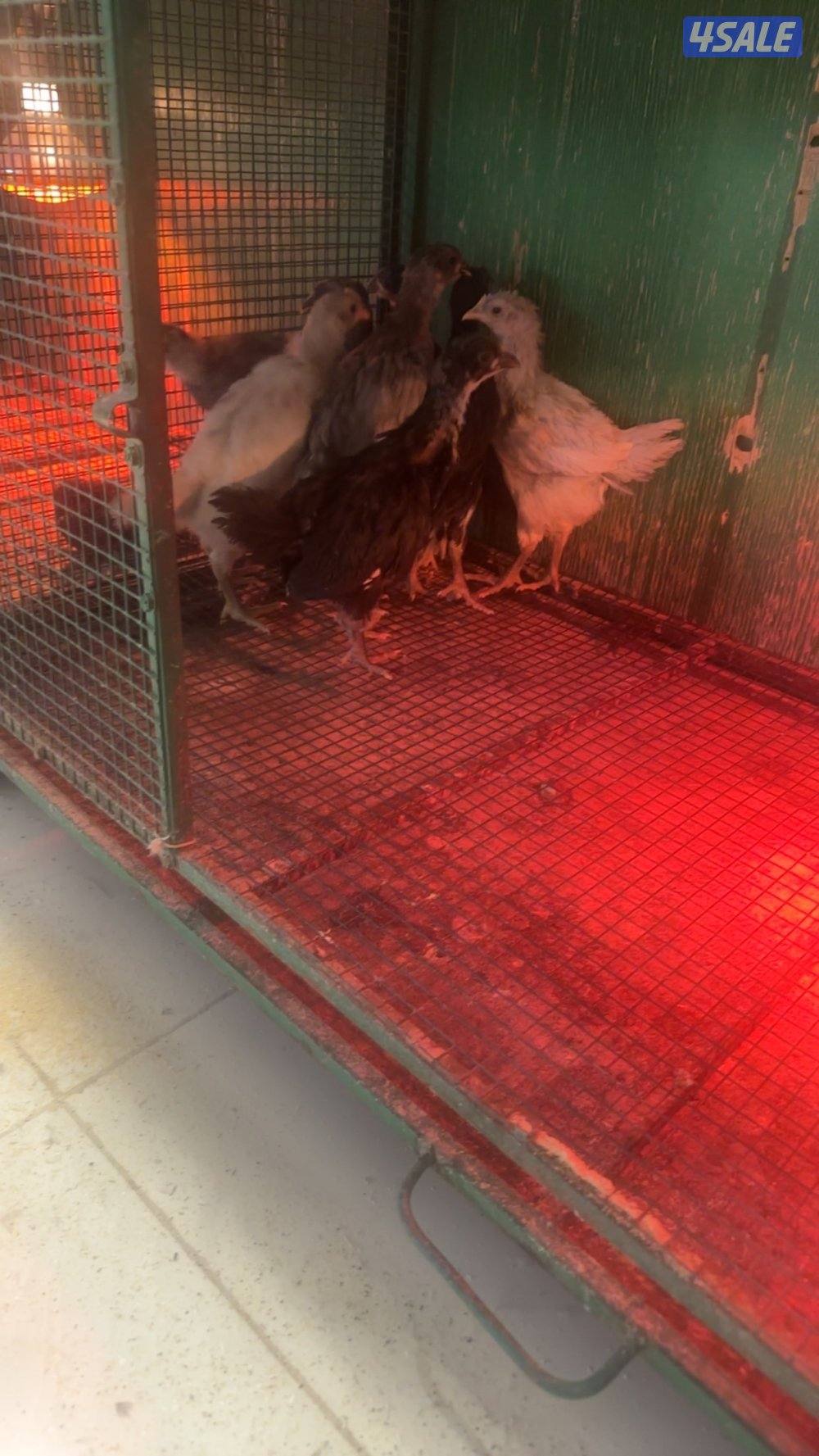 فروخ سترالوب3