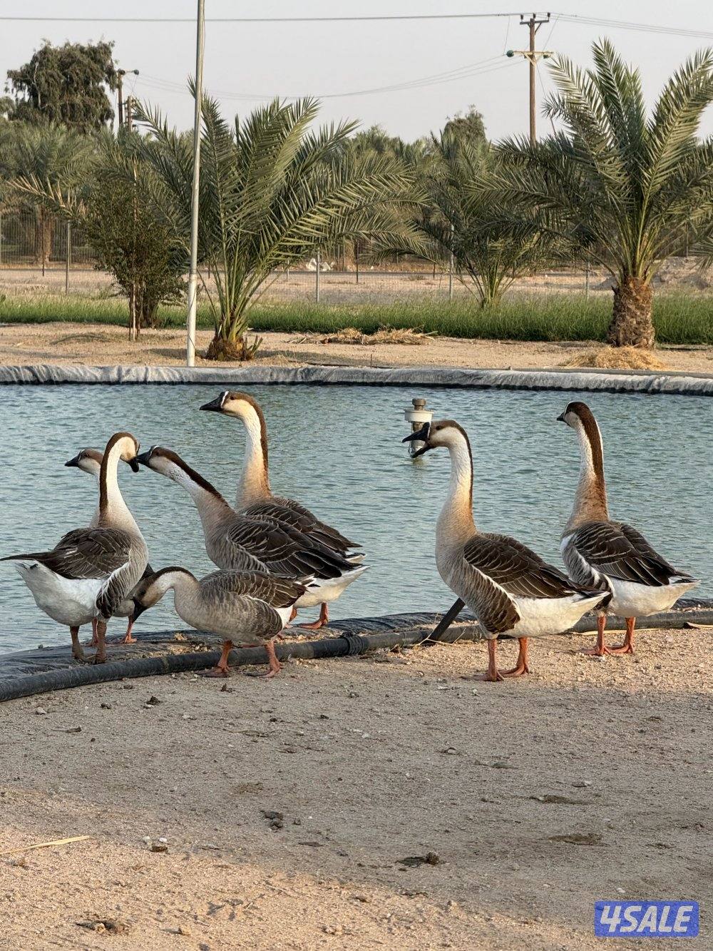 للبيع وز كندي0