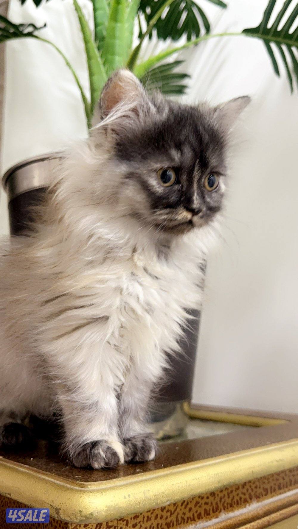 للبيع 2 كيتن بريتش3