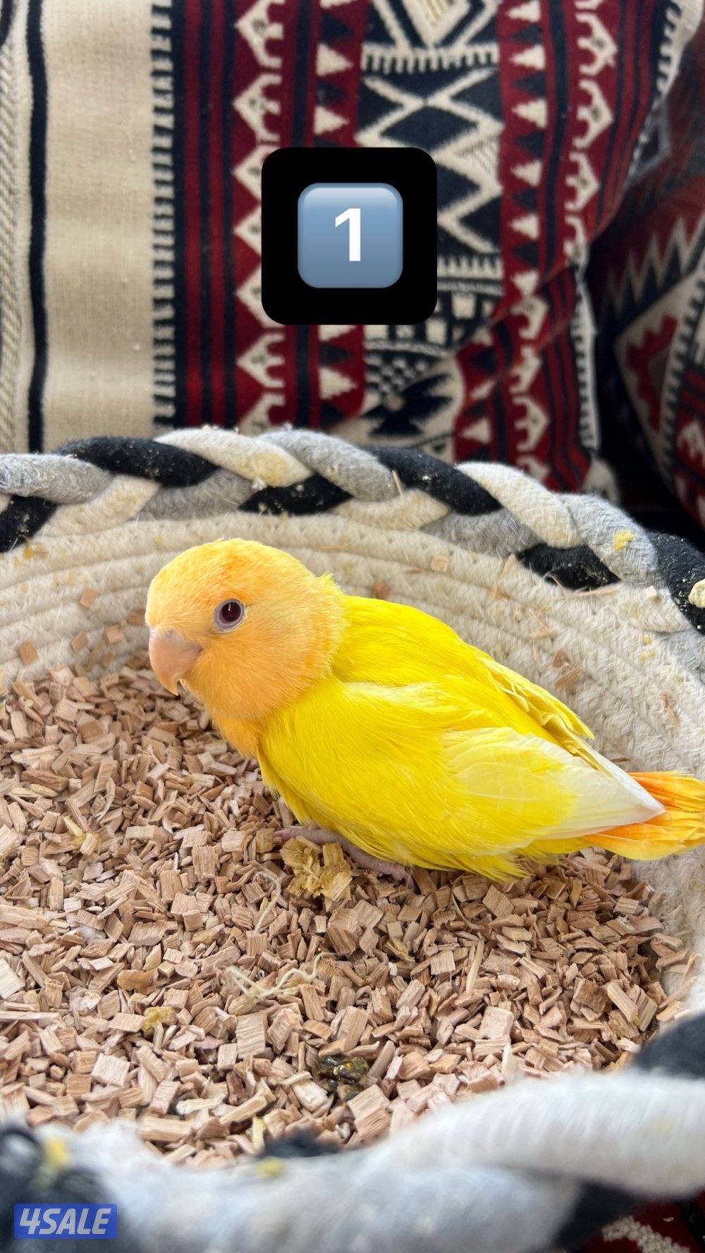 للبيع فروخ كروان ولوفبيرد نهايه عس0