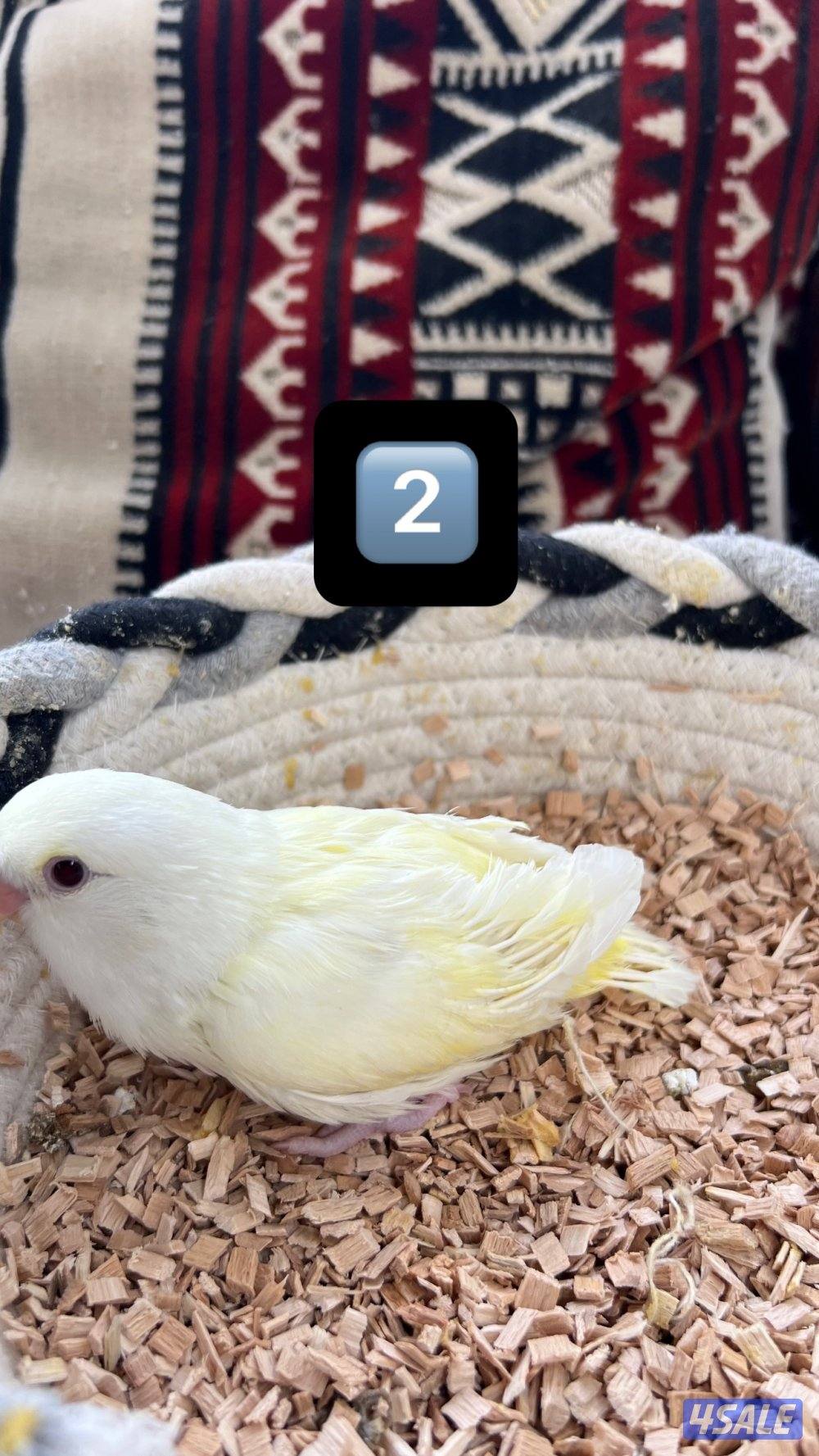 للبيع فروخ كروان ولوفبيرد نهايه عس1