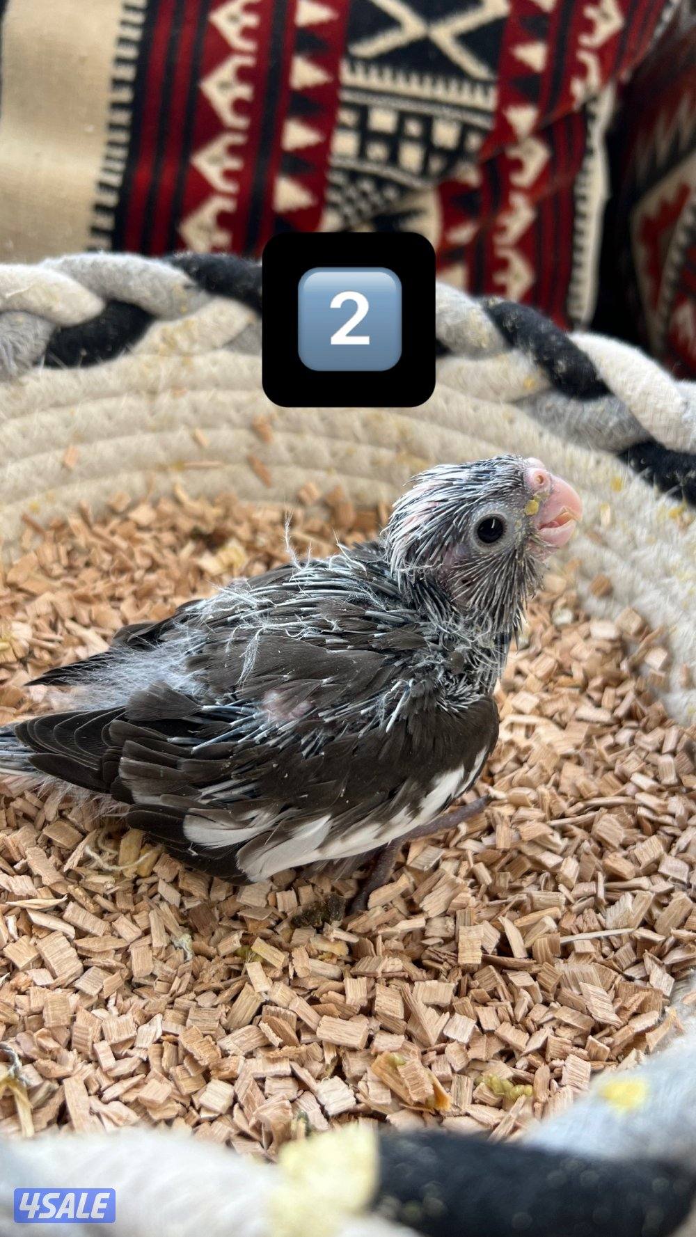 للبيع فروخ كروان ولوفبيرد نهايه عس2