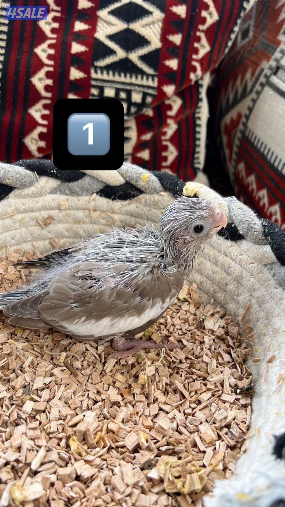 للبيع فروخ كروان ولوفبيرد نهايه عس3