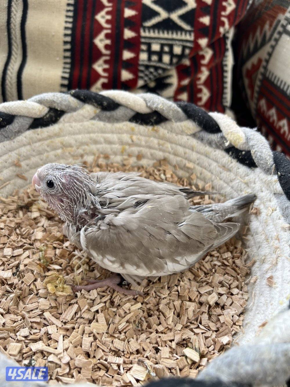 للبيع فروخ كروان ولوفبيرد نهايه عس4