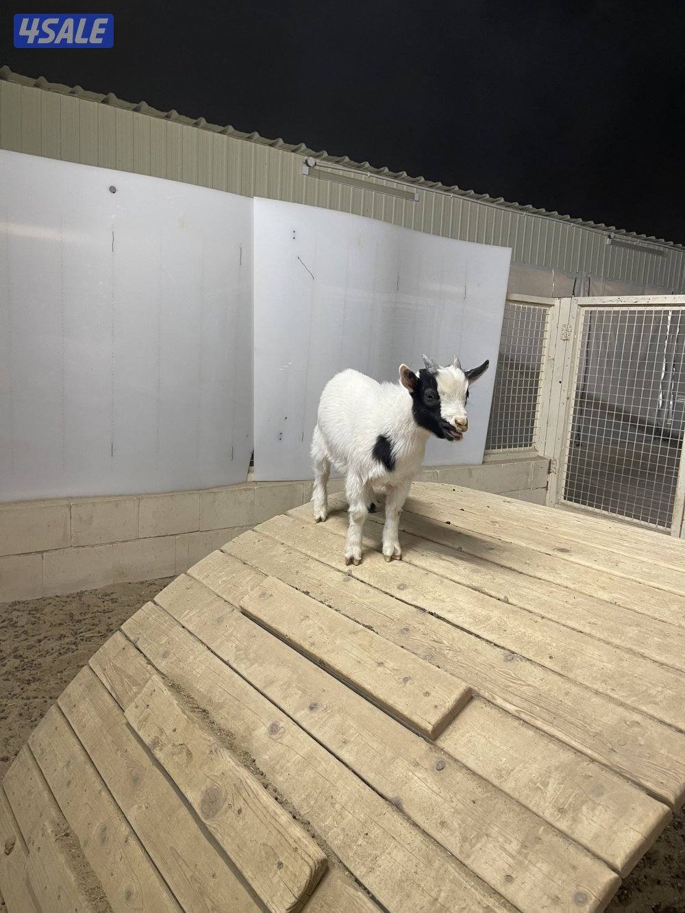 للبيع تيوس الماني1