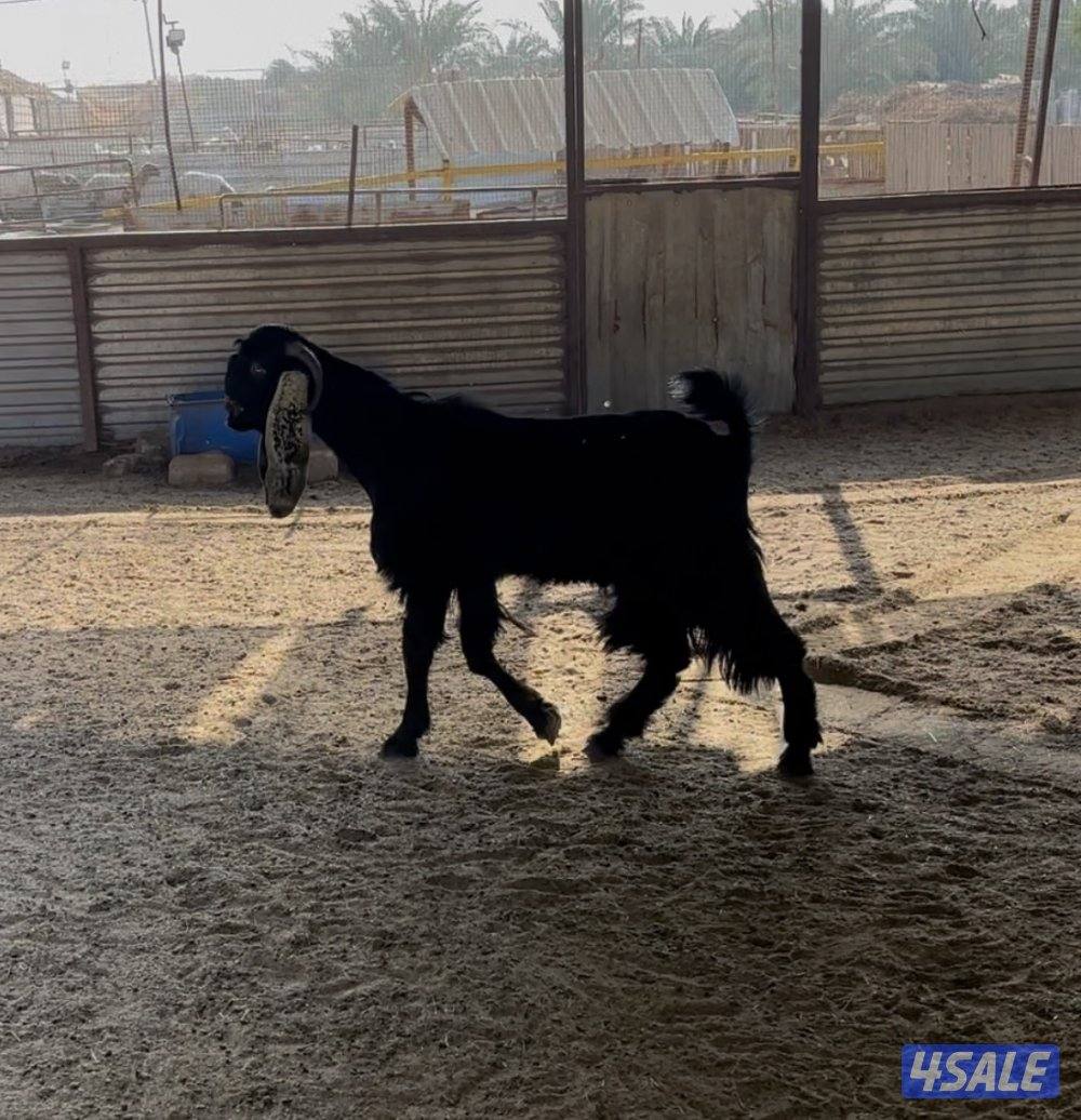 مزارع العبدلي1