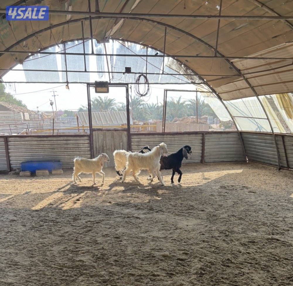 مزارع العبدلي2