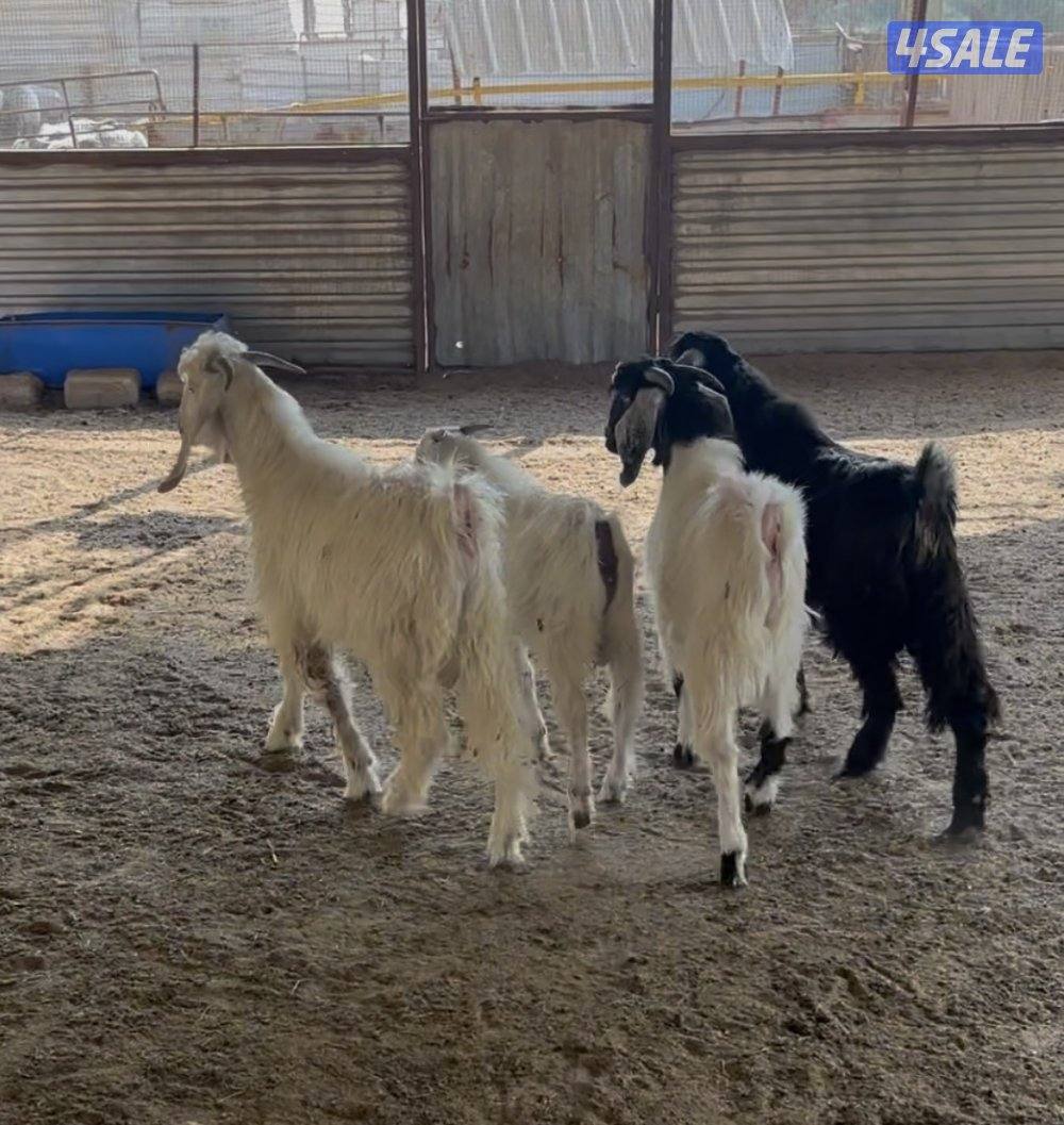 مزارع العبدلي3