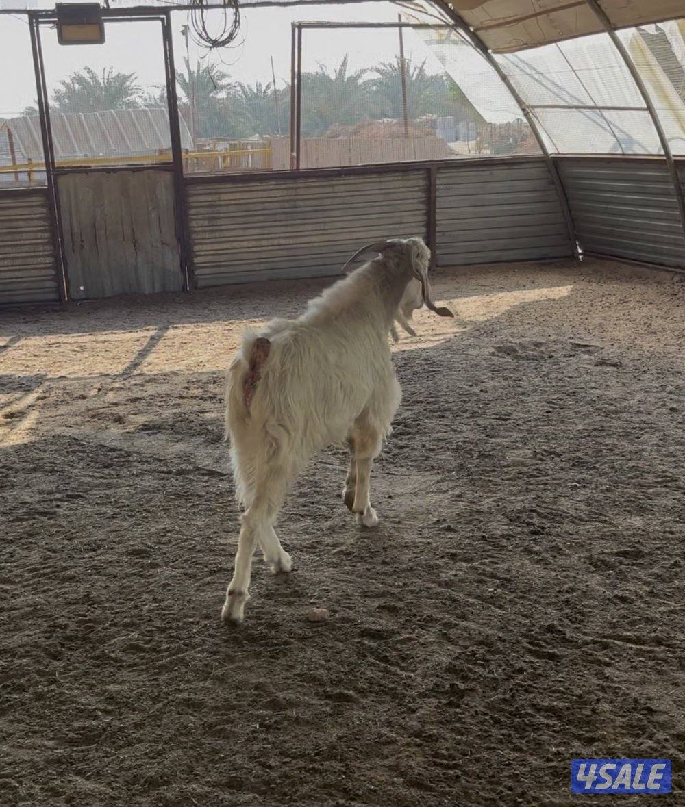 مزارع العبدلي4