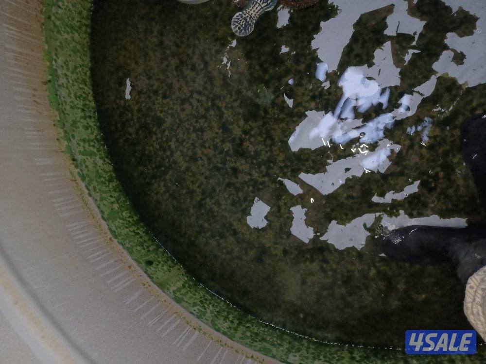 غسيل وتصليح التوانكي خدمة ٢٤ساعه جميع المناطق9