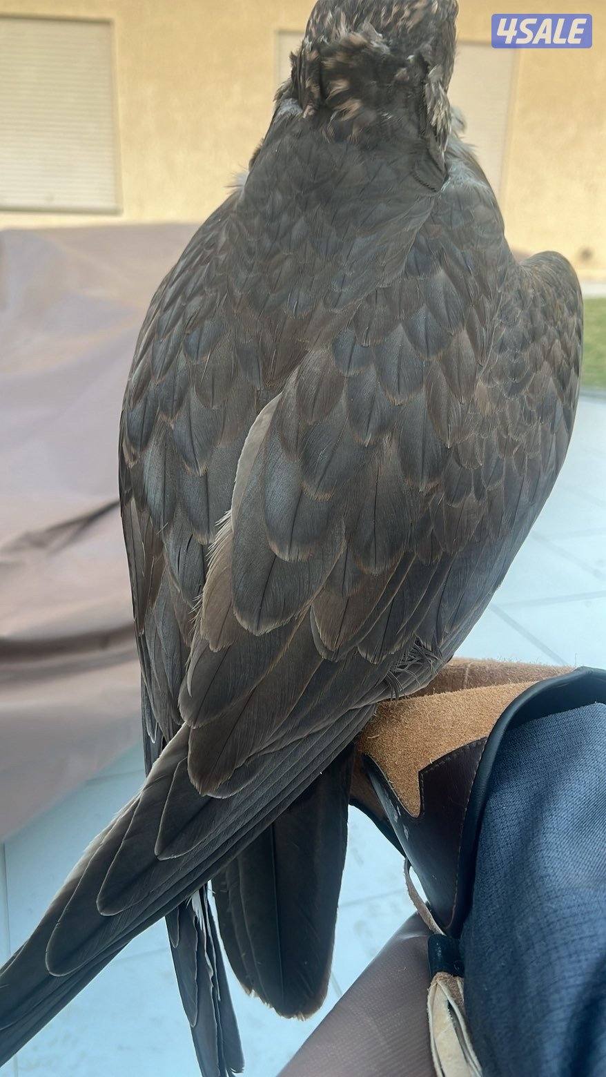 للبيع حر من حر السنو ثنو طول17في17كموت ريش الطير الحد ب2001