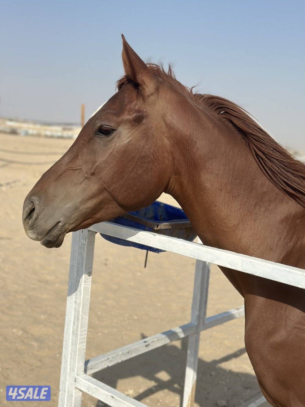 للبيع إحصان فرنسي خياله0