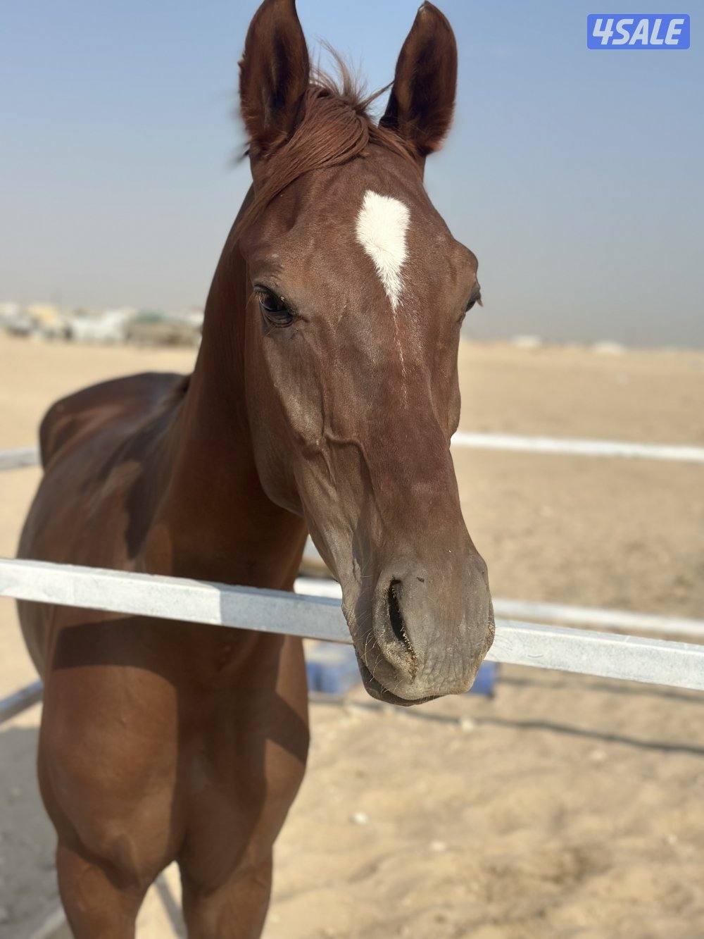للبيع إحصان فرنسي خياله2