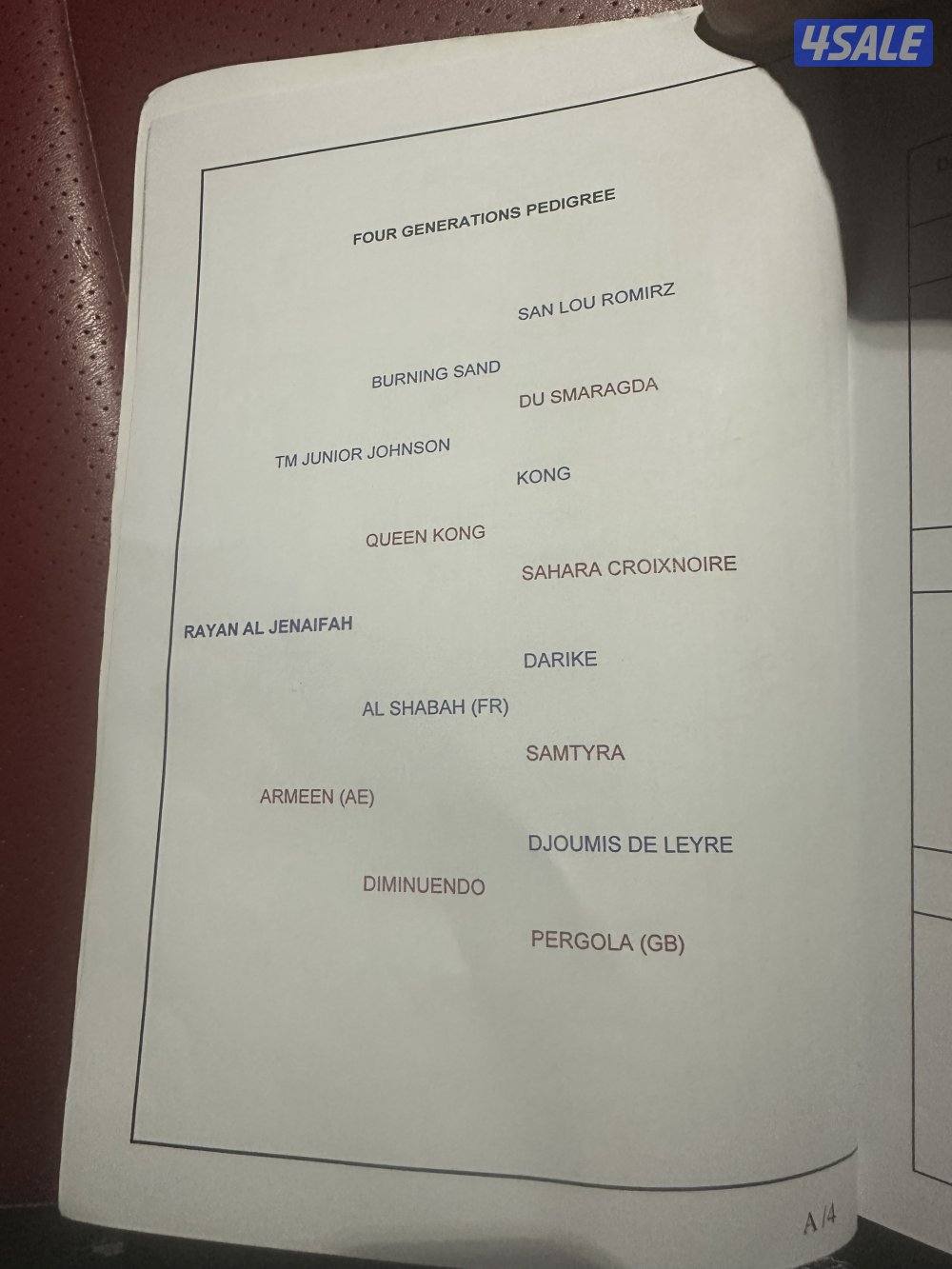 للبيع إحصان فرنسي خياله3