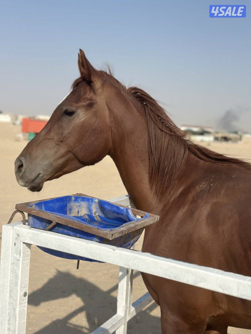 للبيع إحصان فرنسي خياله4