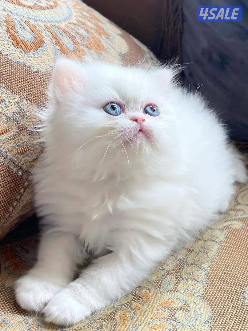 قطط بيرشن العمر شهرين ونص persian cats for sale0