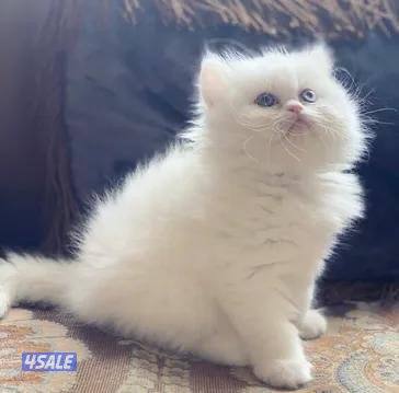 قطط بيرشن العمر شهرين ونص persian cats for sale2