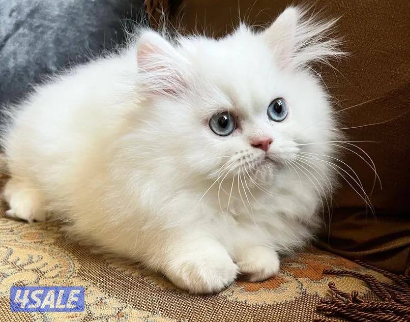 قطط بيرشن العمر شهرين ونص persian cats for sale1