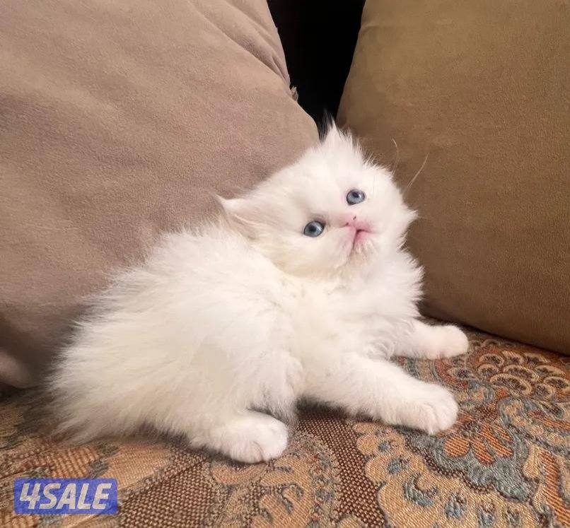 قطط بيرشن العمر شهرين ونص persian cats for sale3