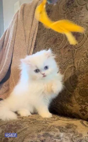 قطط بيرشن العمر شهرين ونص persian cats for sale4