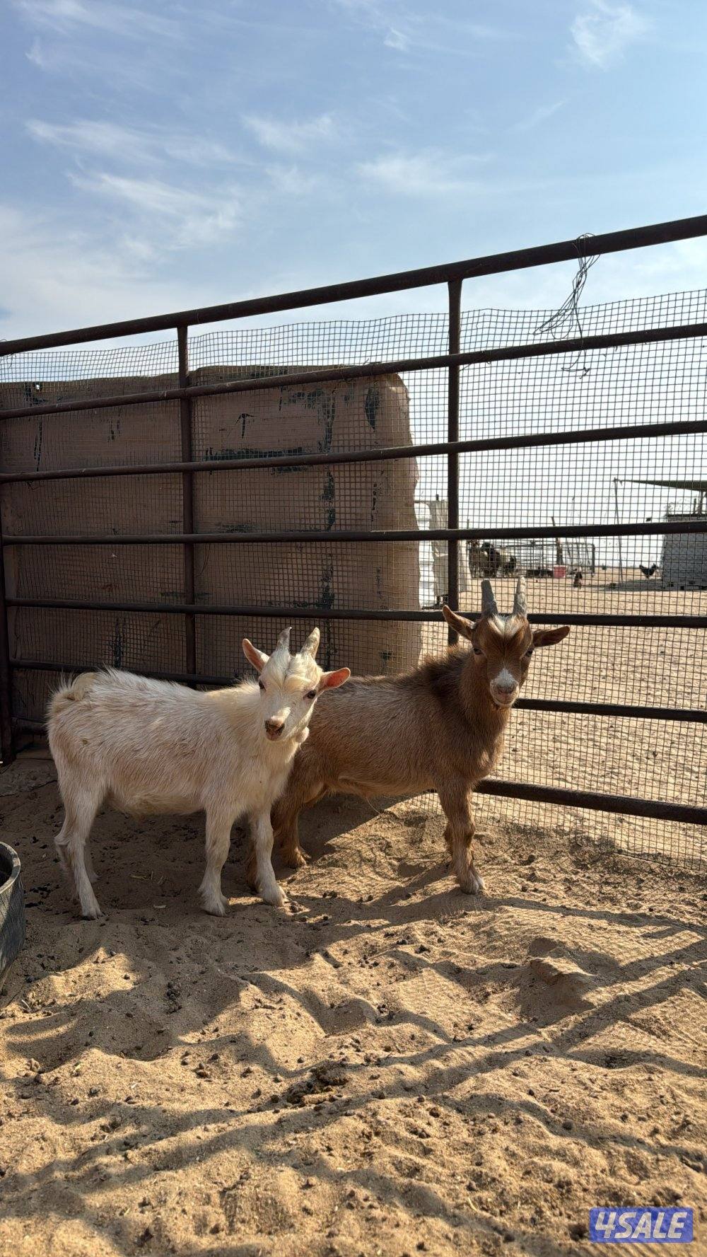 جيكي العدد ثنين تواصل واتساب1