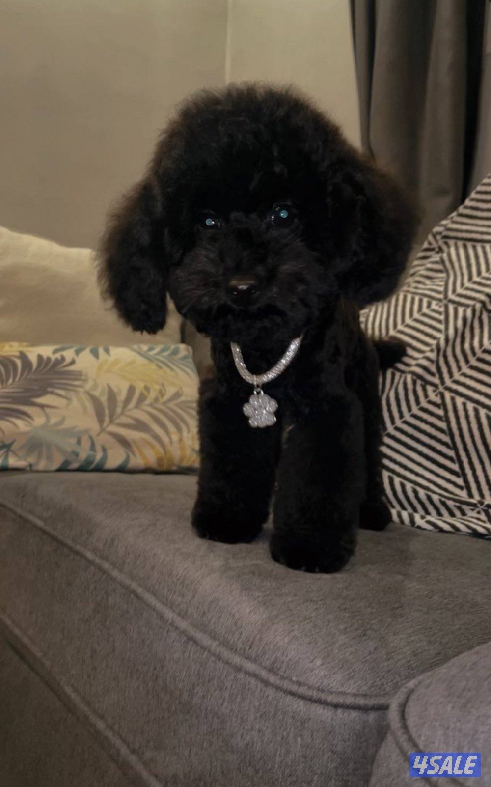 للبيع بيور ميني بودل نثية عمر 5 شهور1