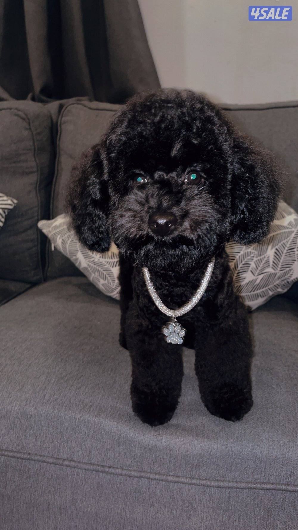 للبيع بيور ميني بودل نثية عمر 5 شهور3