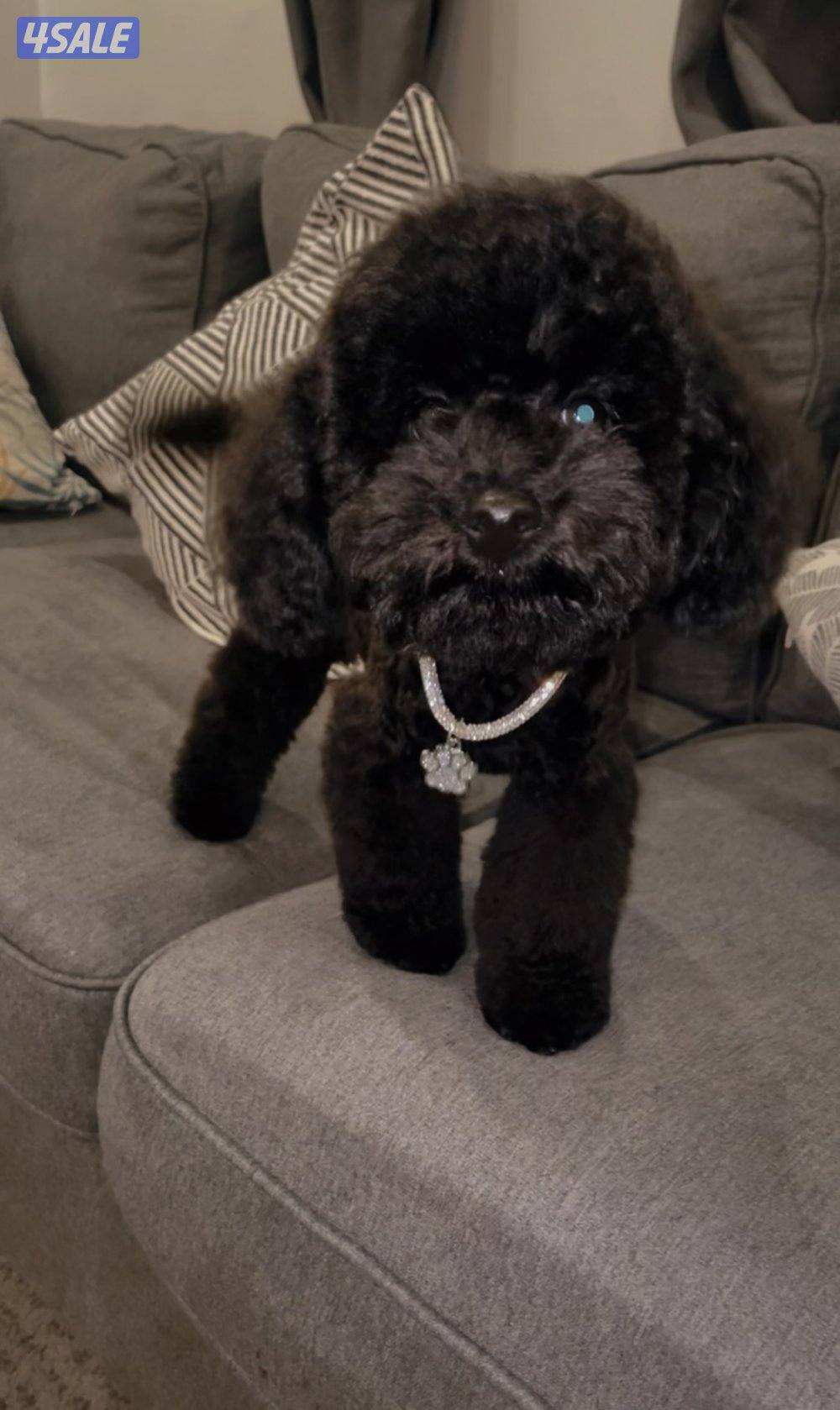 للبيع بيور ميني بودل نثية عمر 5 شهور2