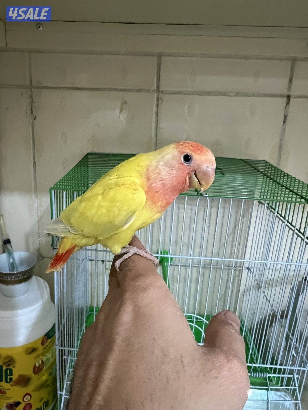 للبيع فرخ لوف بيرد بيور0