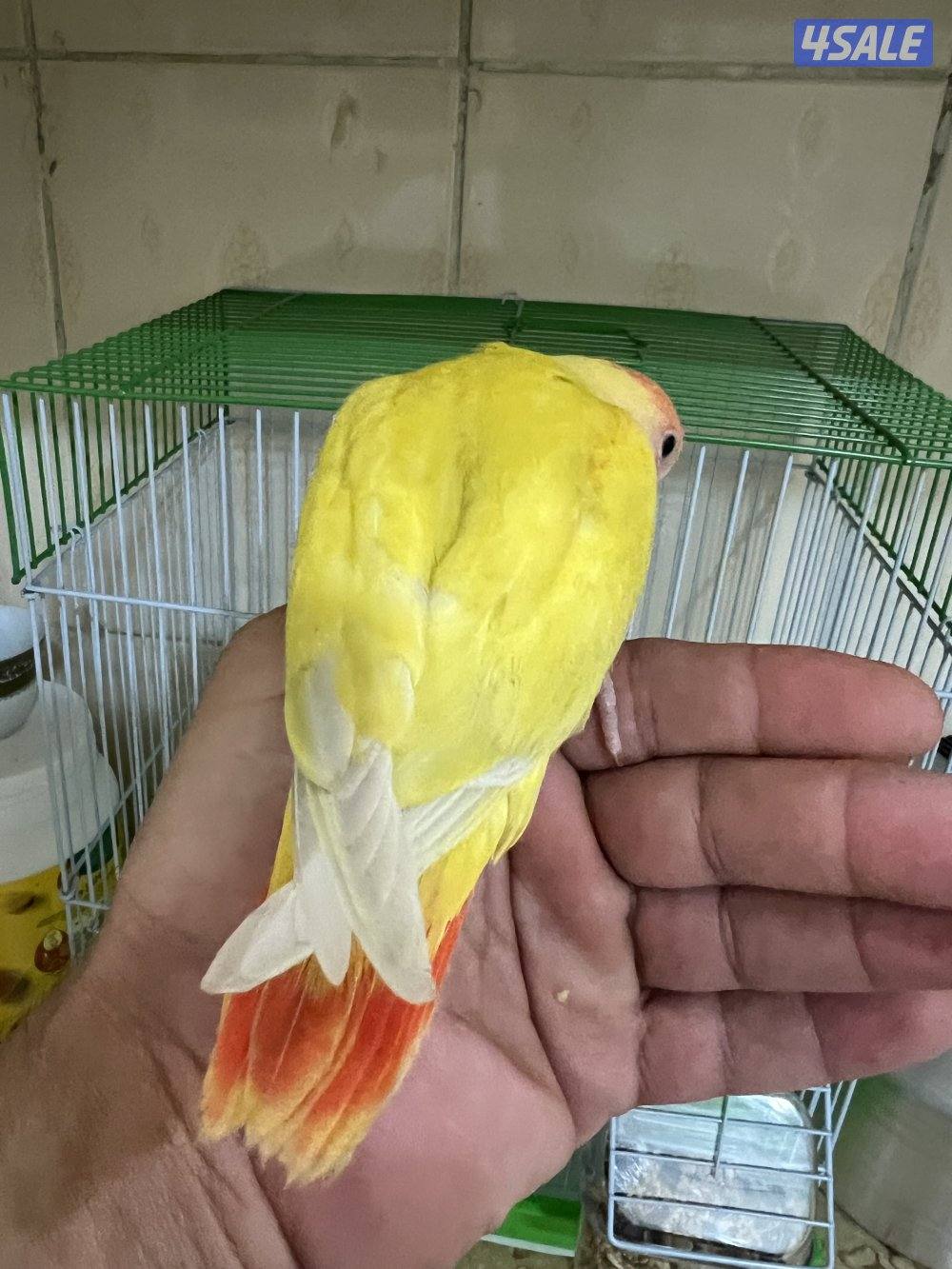 للبيع فرخ لوف بيرد بيور2