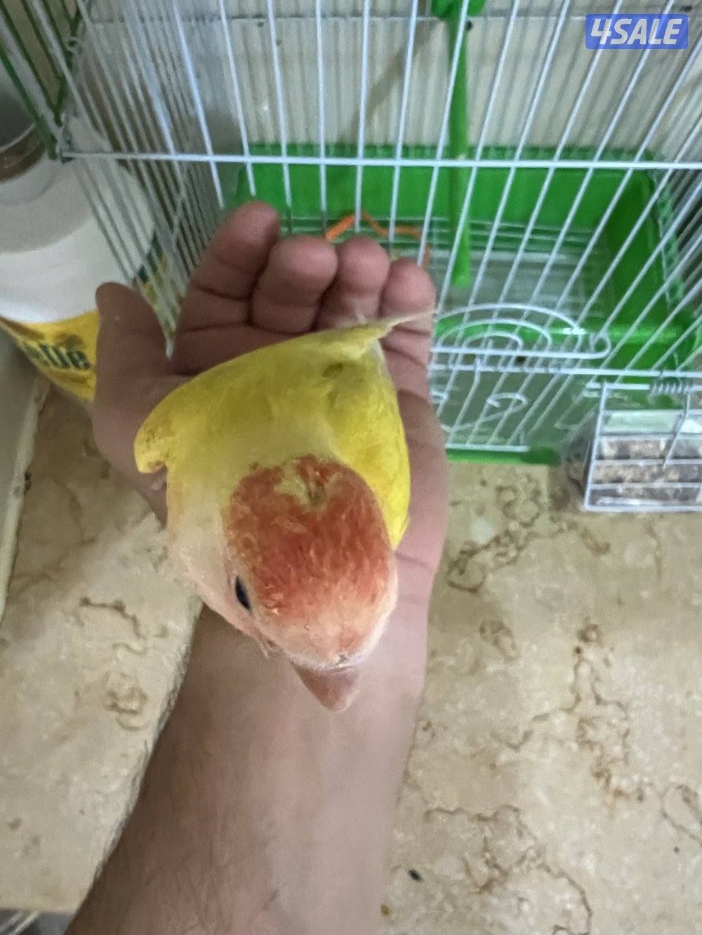 للبيع فرخ لوف بيرد بيور3