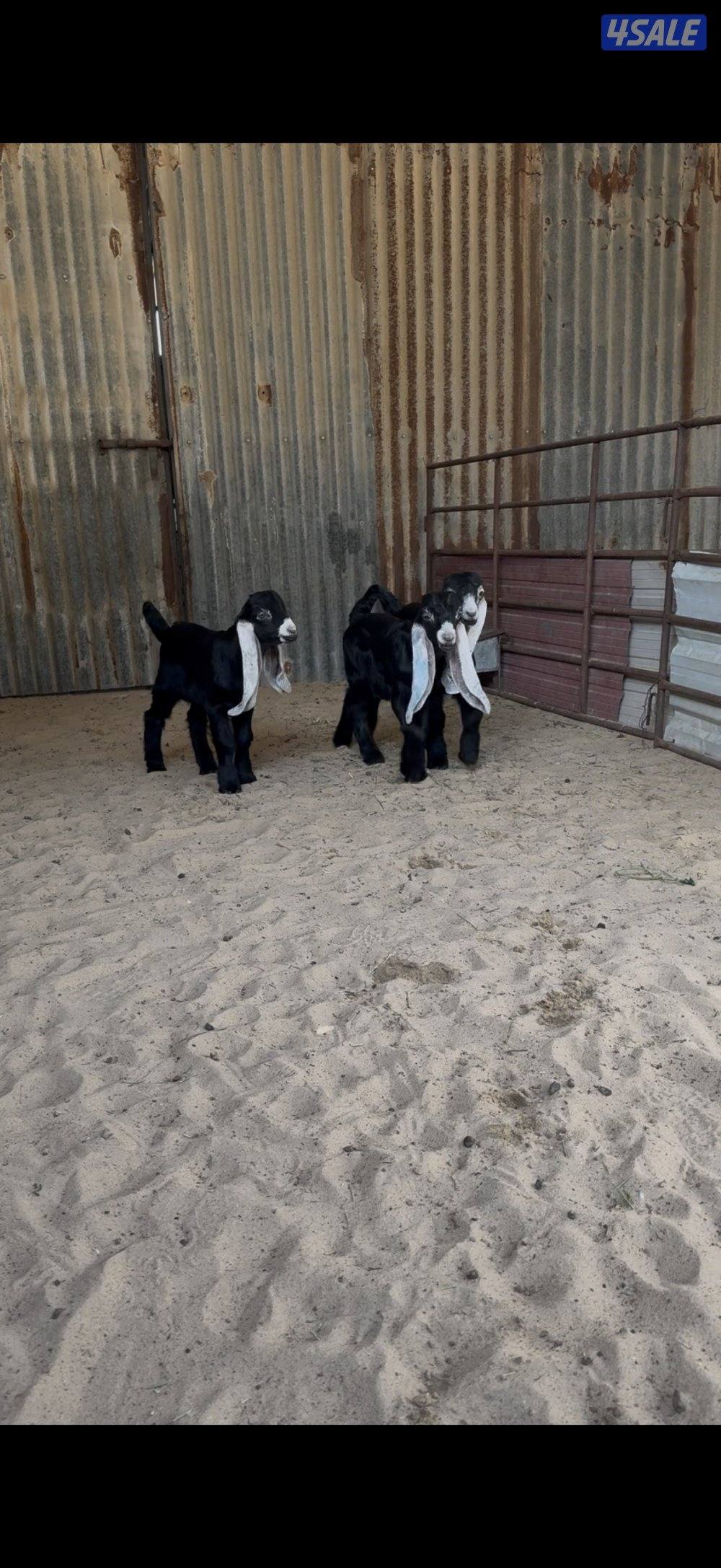 تيوس دواغير العمر شهر2