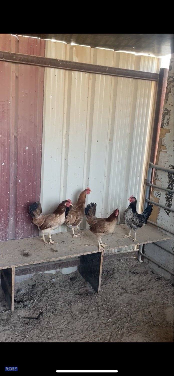 مزارع الوفرة0