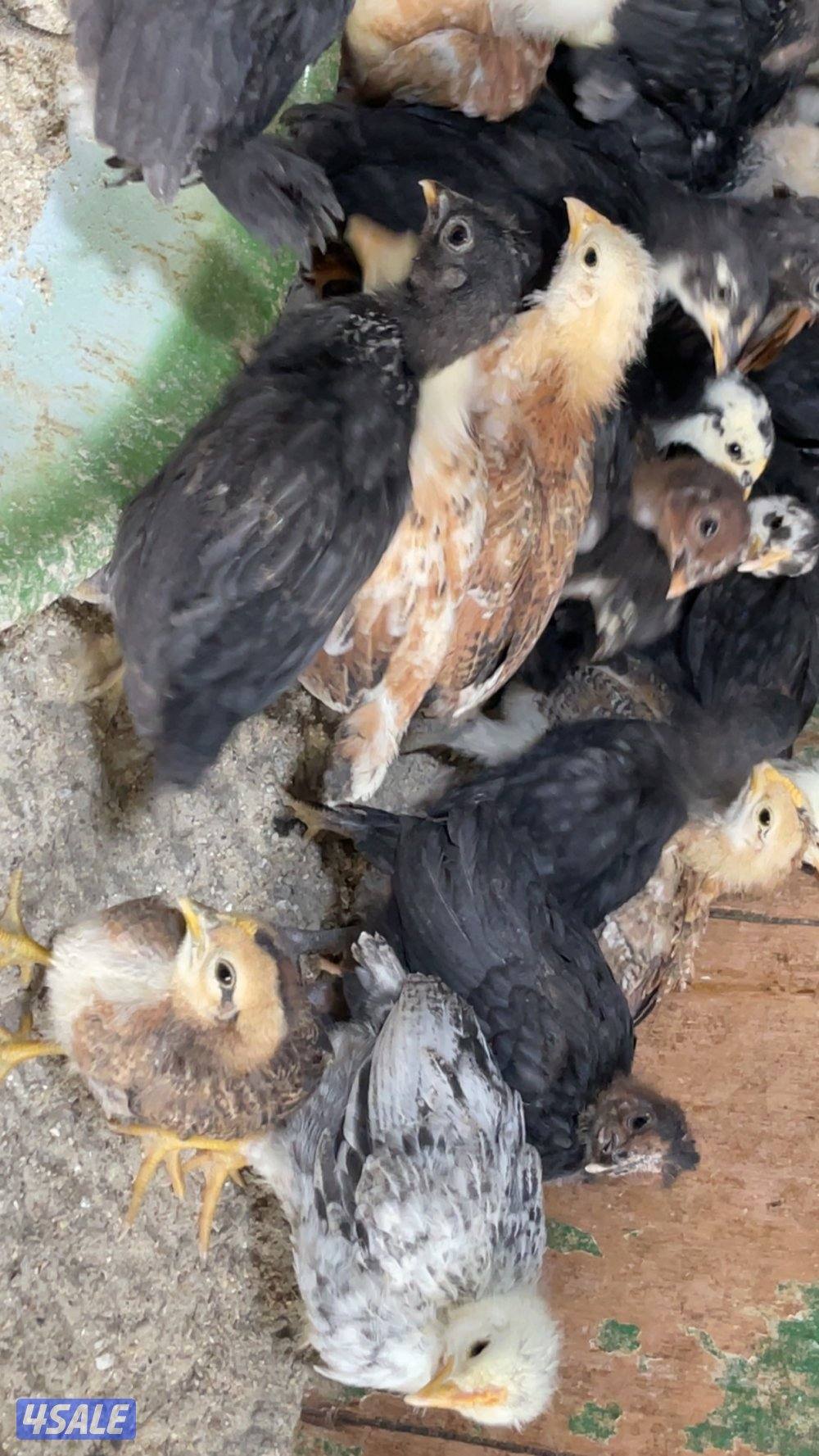 مجموعة فروخ دجاج عمر شهرين0