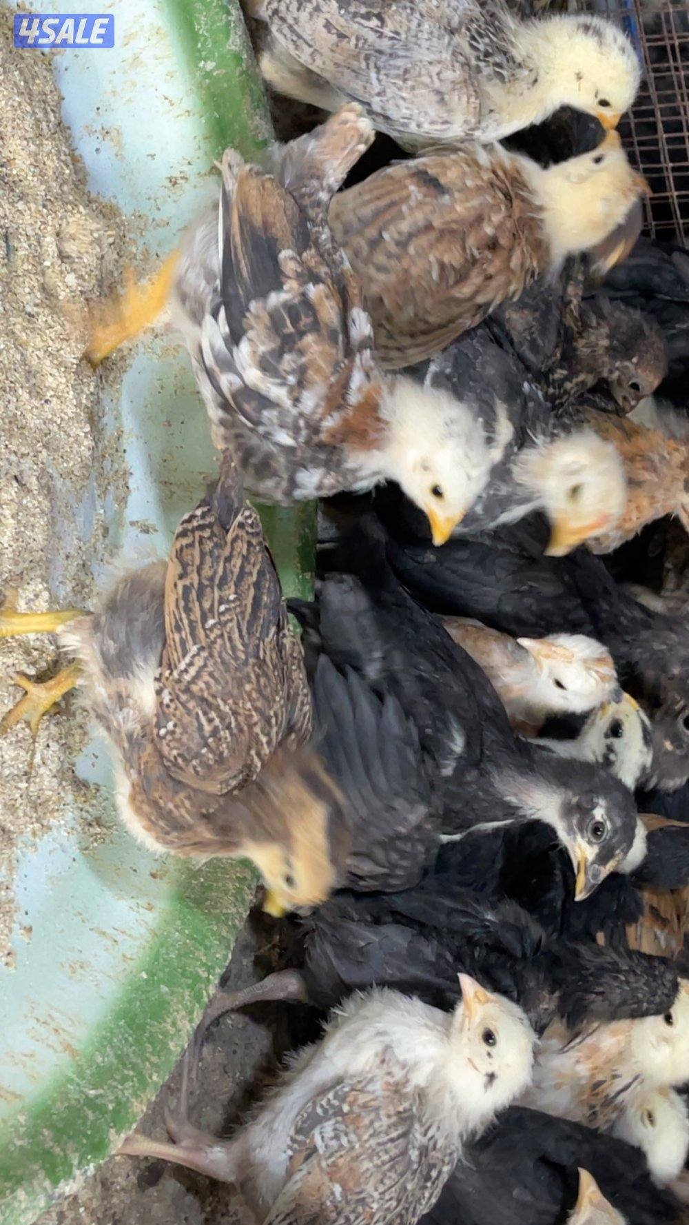 مجموعة فروخ دجاج عمر شهرين2