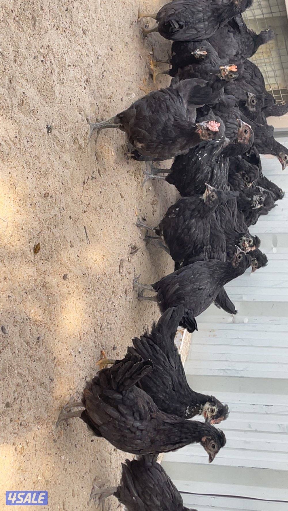 مجموعة فروخ دجاج عمر شهرين3