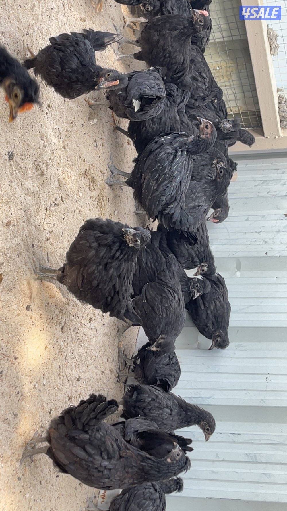 مجموعة فروخ دجاج عمر شهرين4