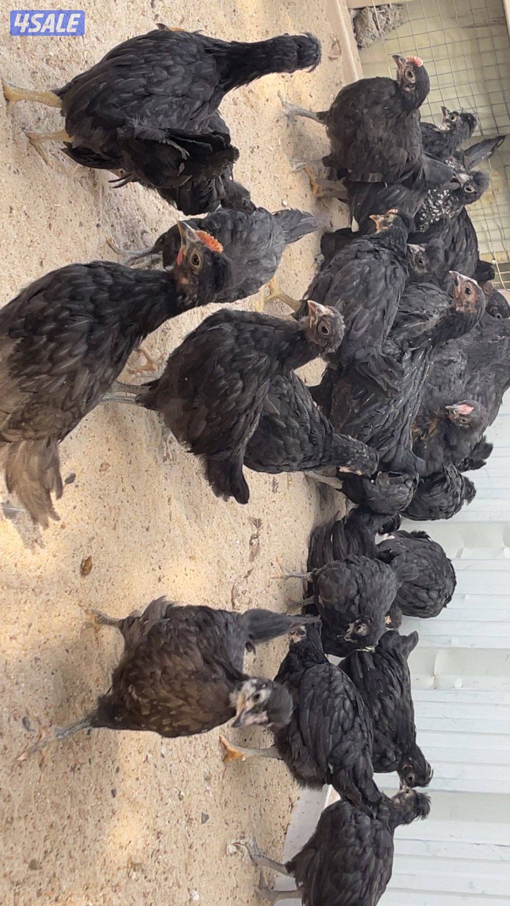 مجموعة فروخ دجاج عمر شهرين5