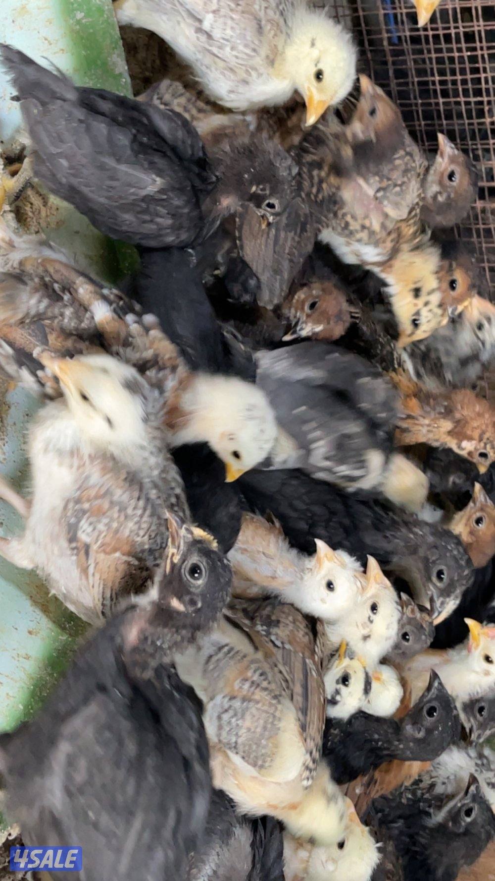 مجموعة فروخ دجاج عمر شهرين6