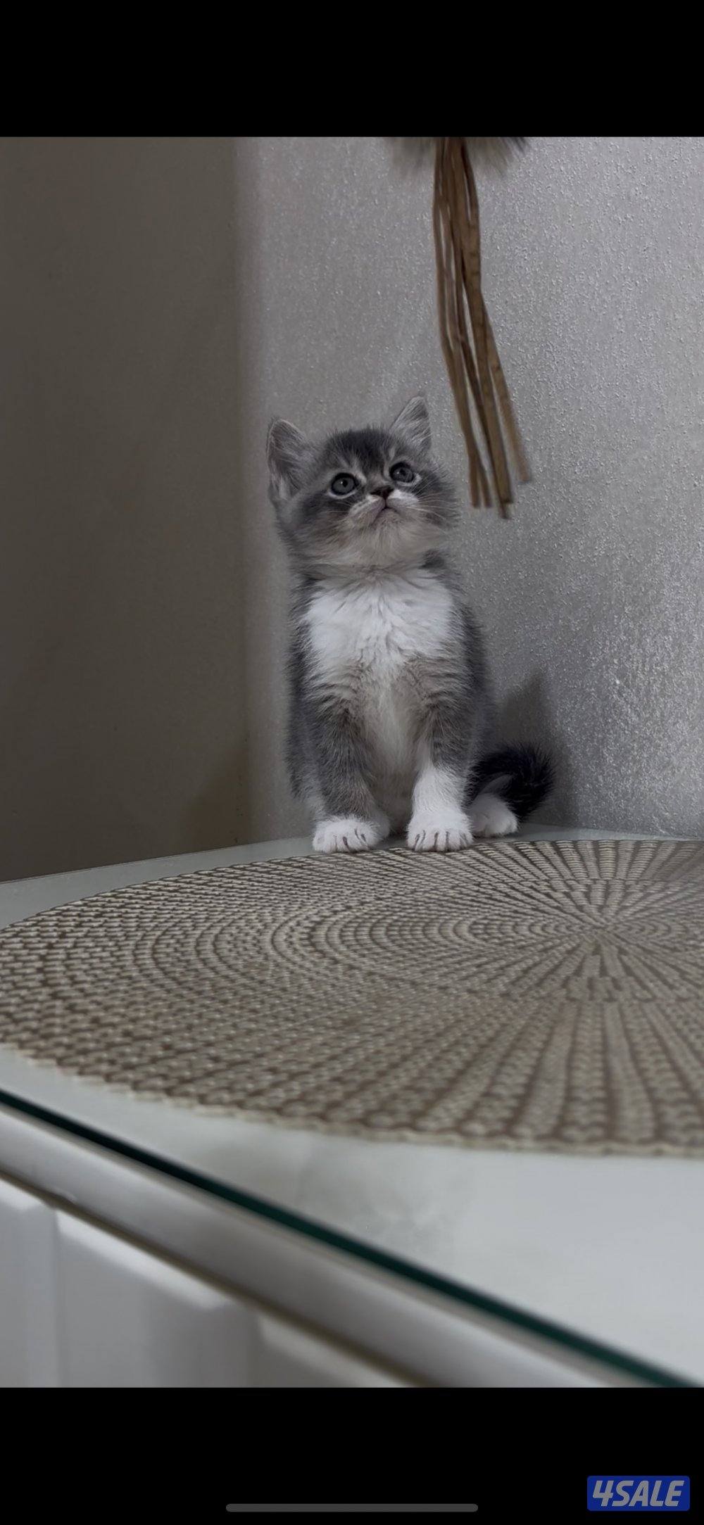 البيع كيتن1