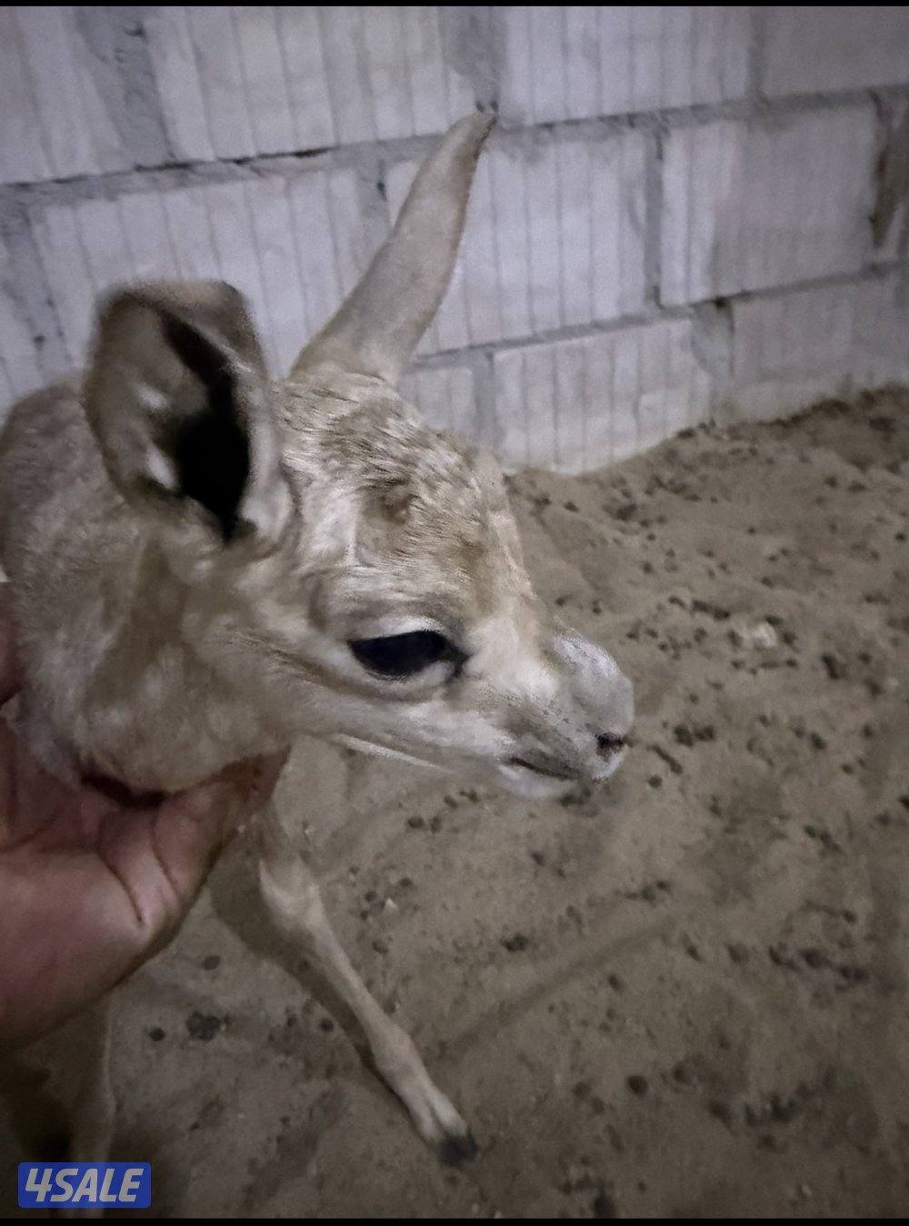 مولود غزال الريم ذكر عمر يوم0