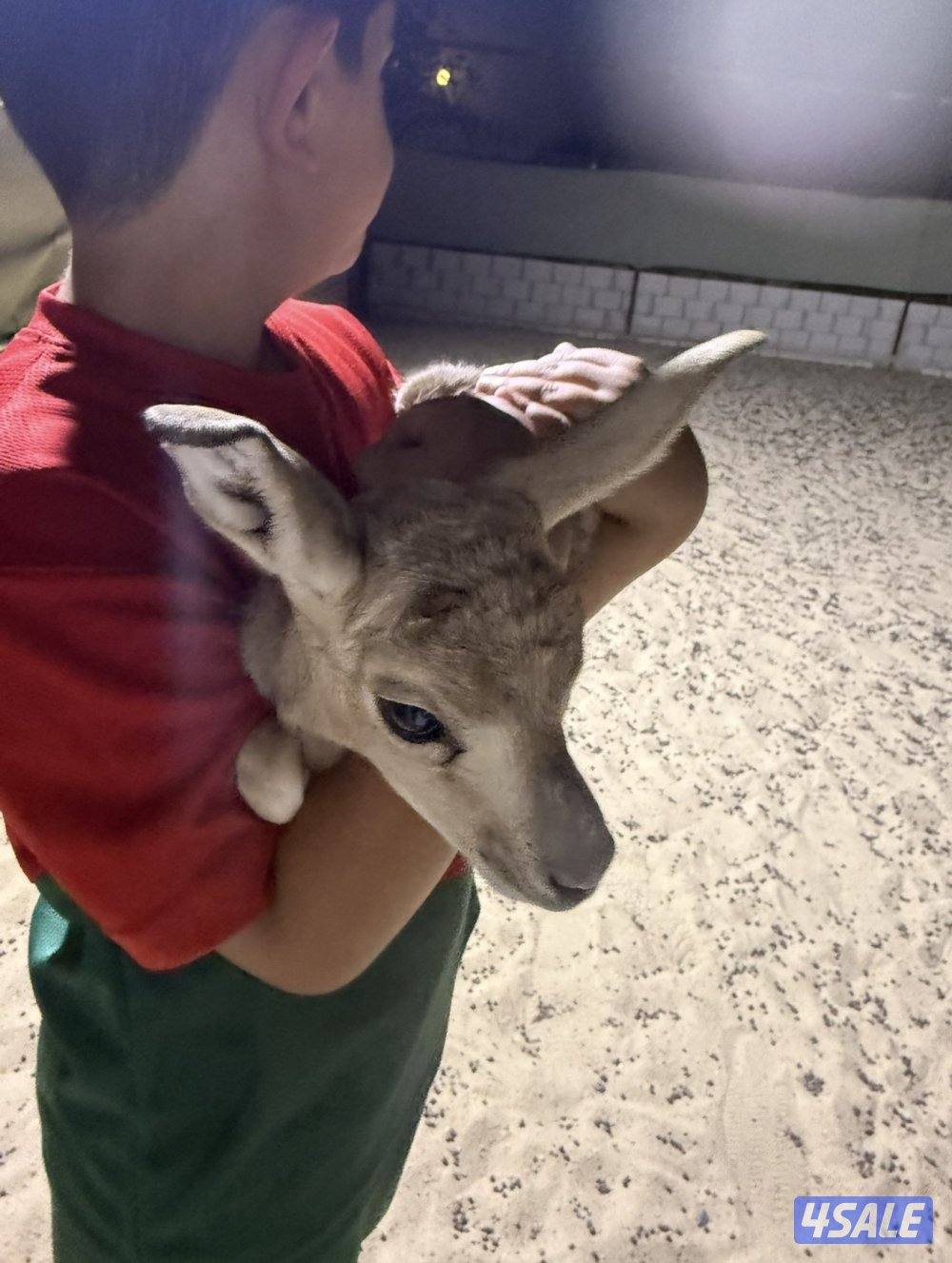 مولود غزال الريم ذكر عمر يوم2