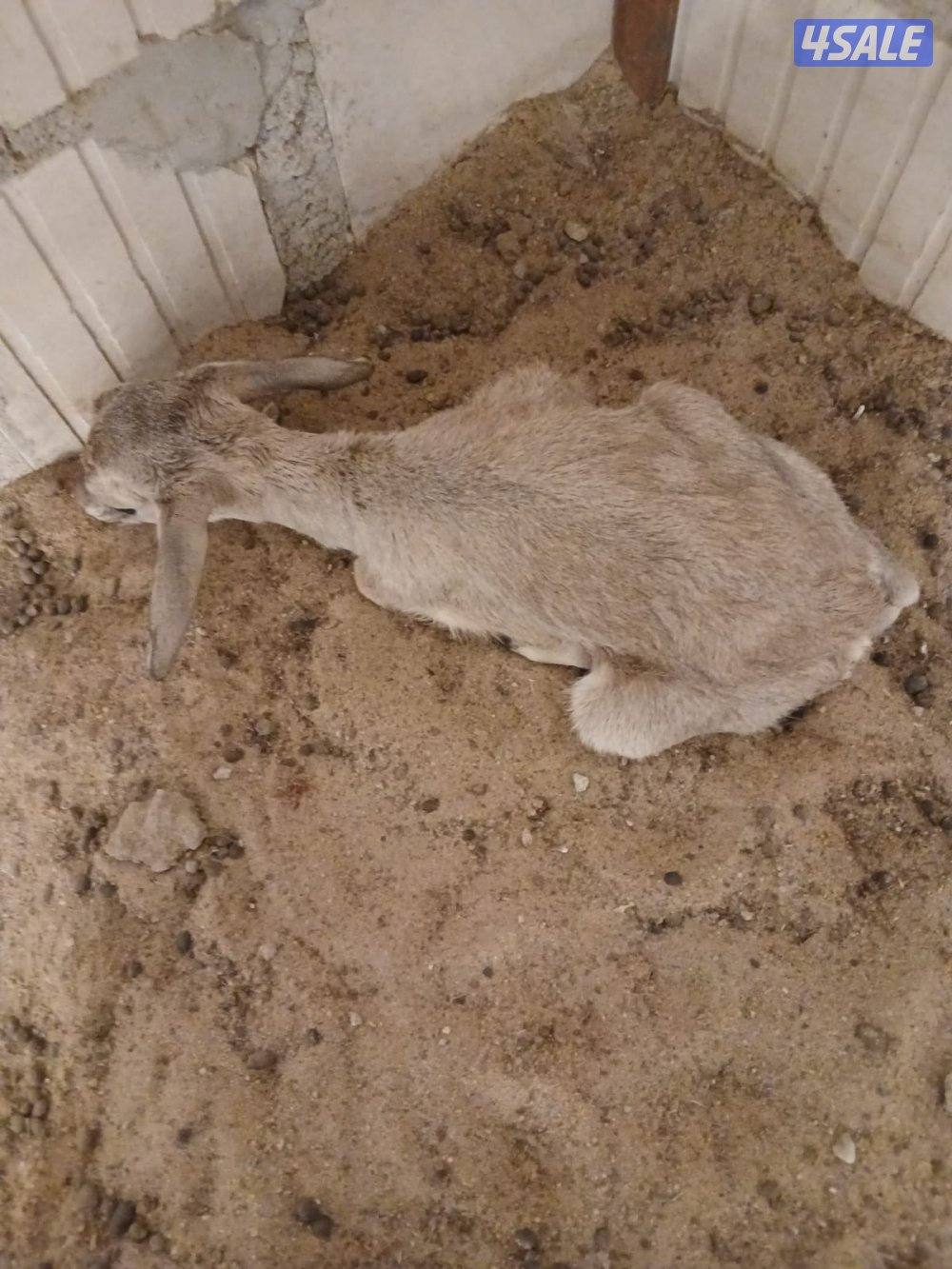 مولود غزال الريم ذكر عمر يوم1