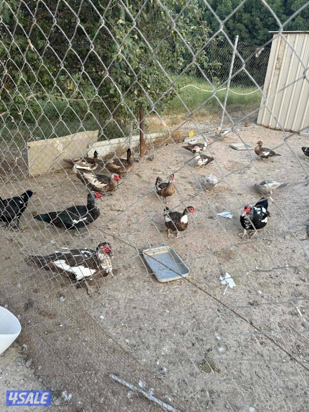 بط مصري للبيع0