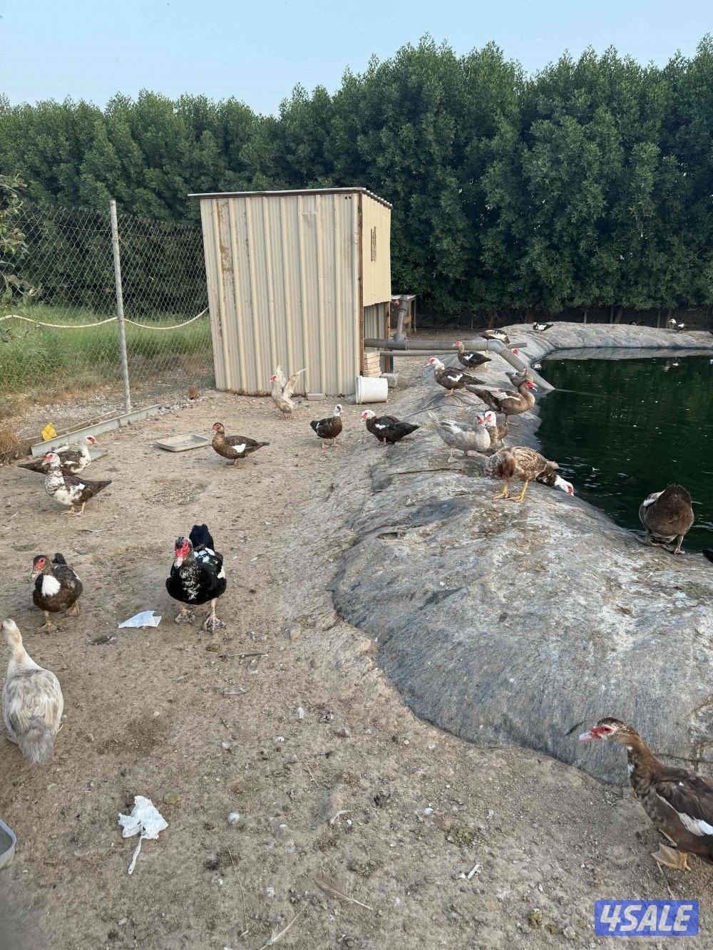 بط مصري للبيع1