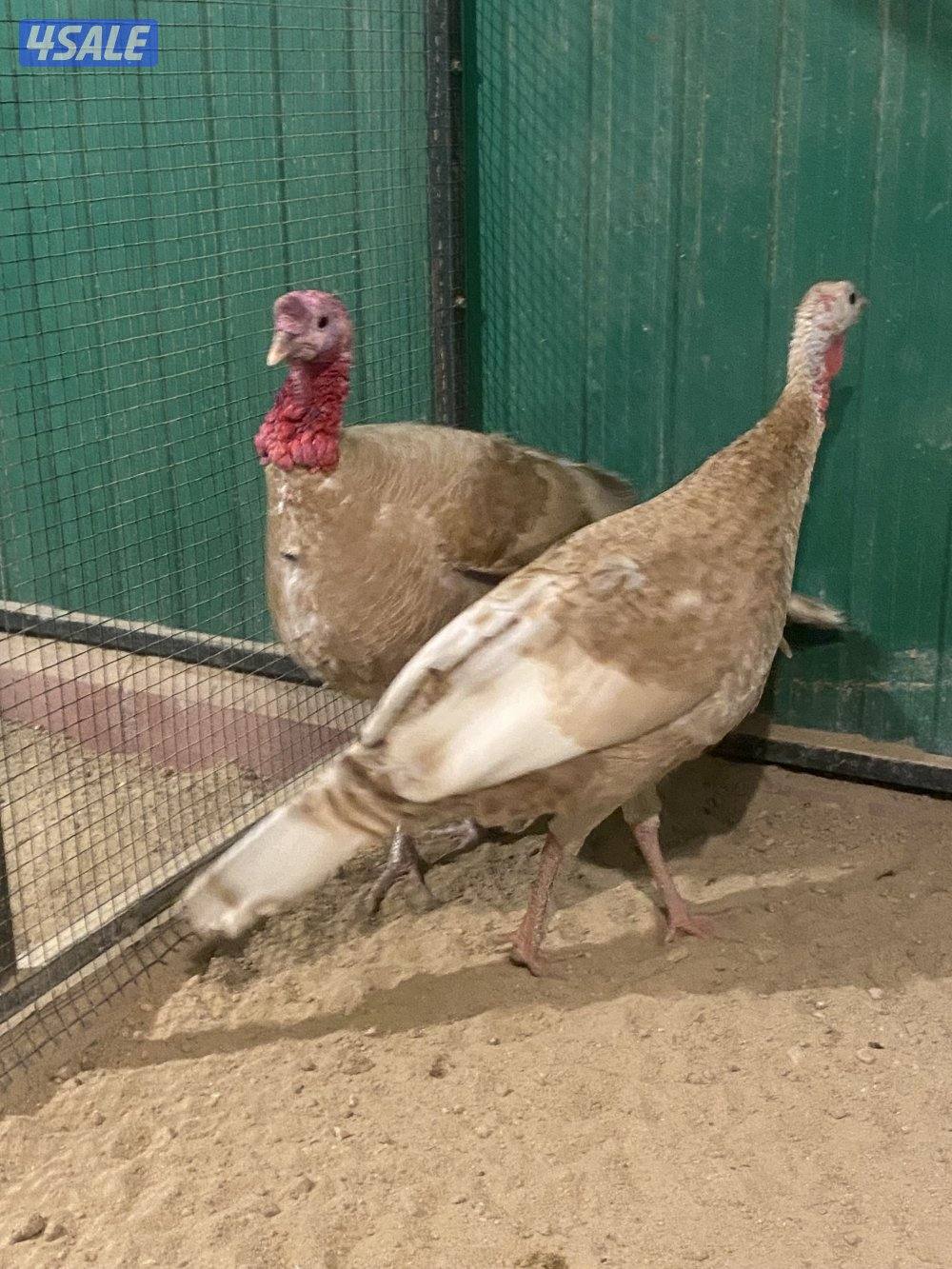 للبيع رومي1