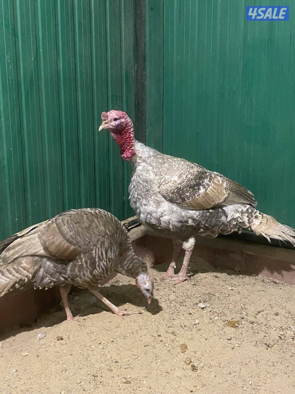 للبيع رومي2