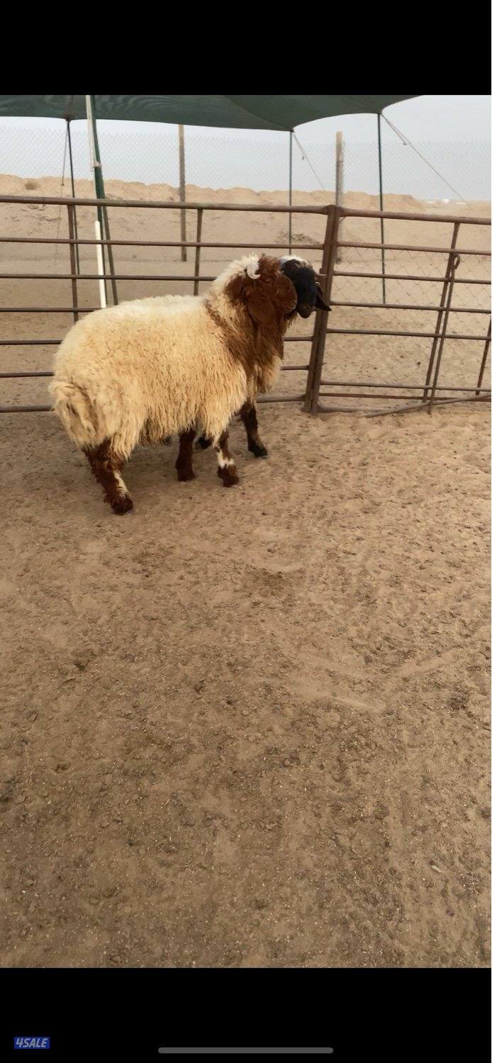 كرامات خرفان محلي فل ✔️0