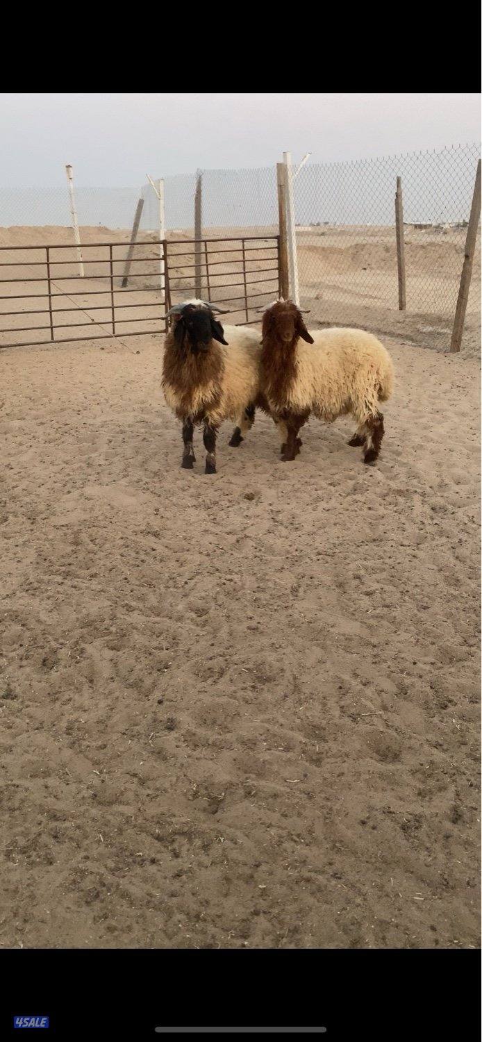 كرامات خرفان محلي فل ✔️1