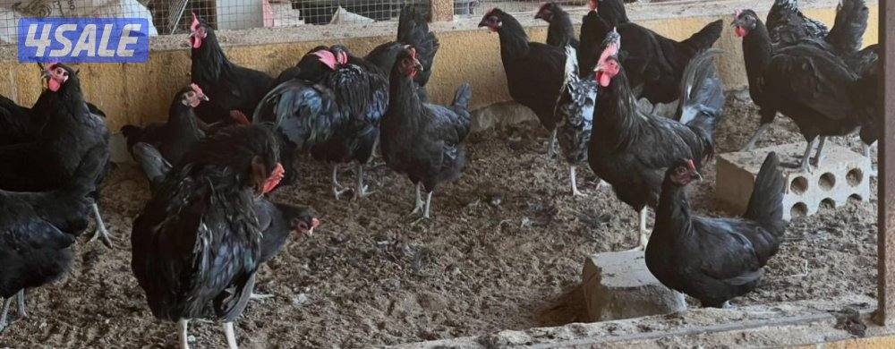 دجاج عراقي جامبو1